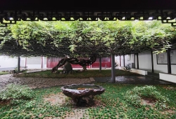 雨中紫藤苑.jpg